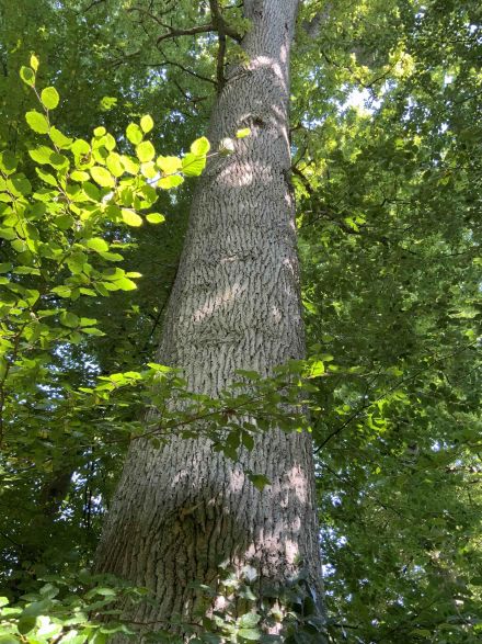 der Stamm einer Buche