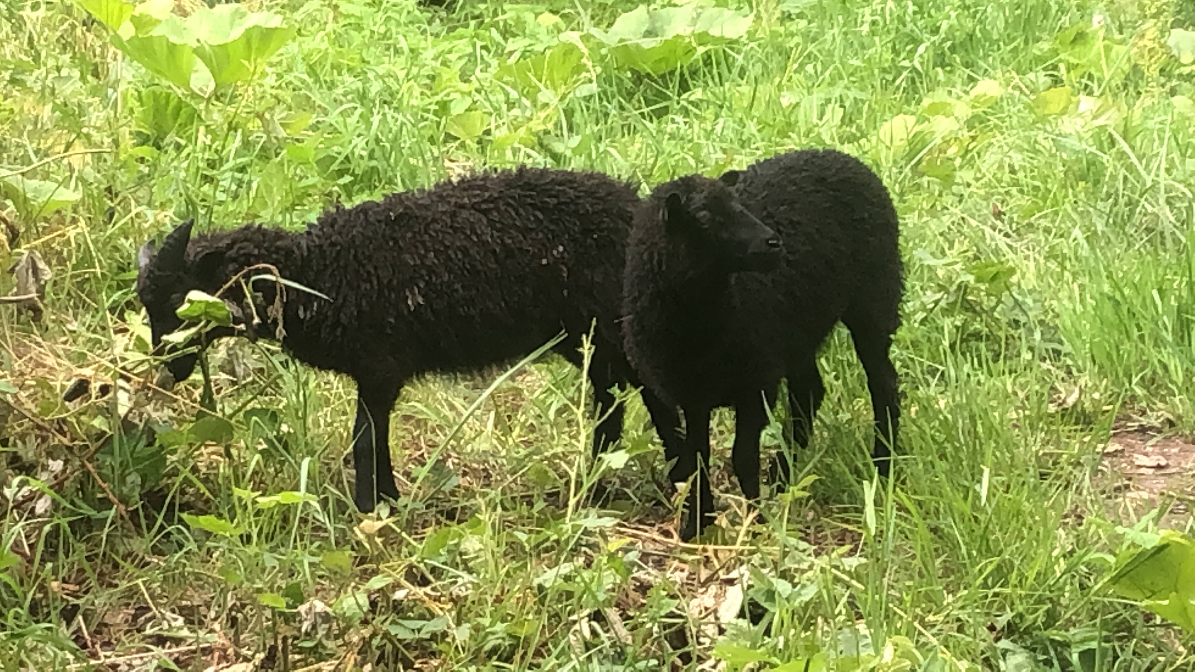 Lykke und Rango auf der Weide